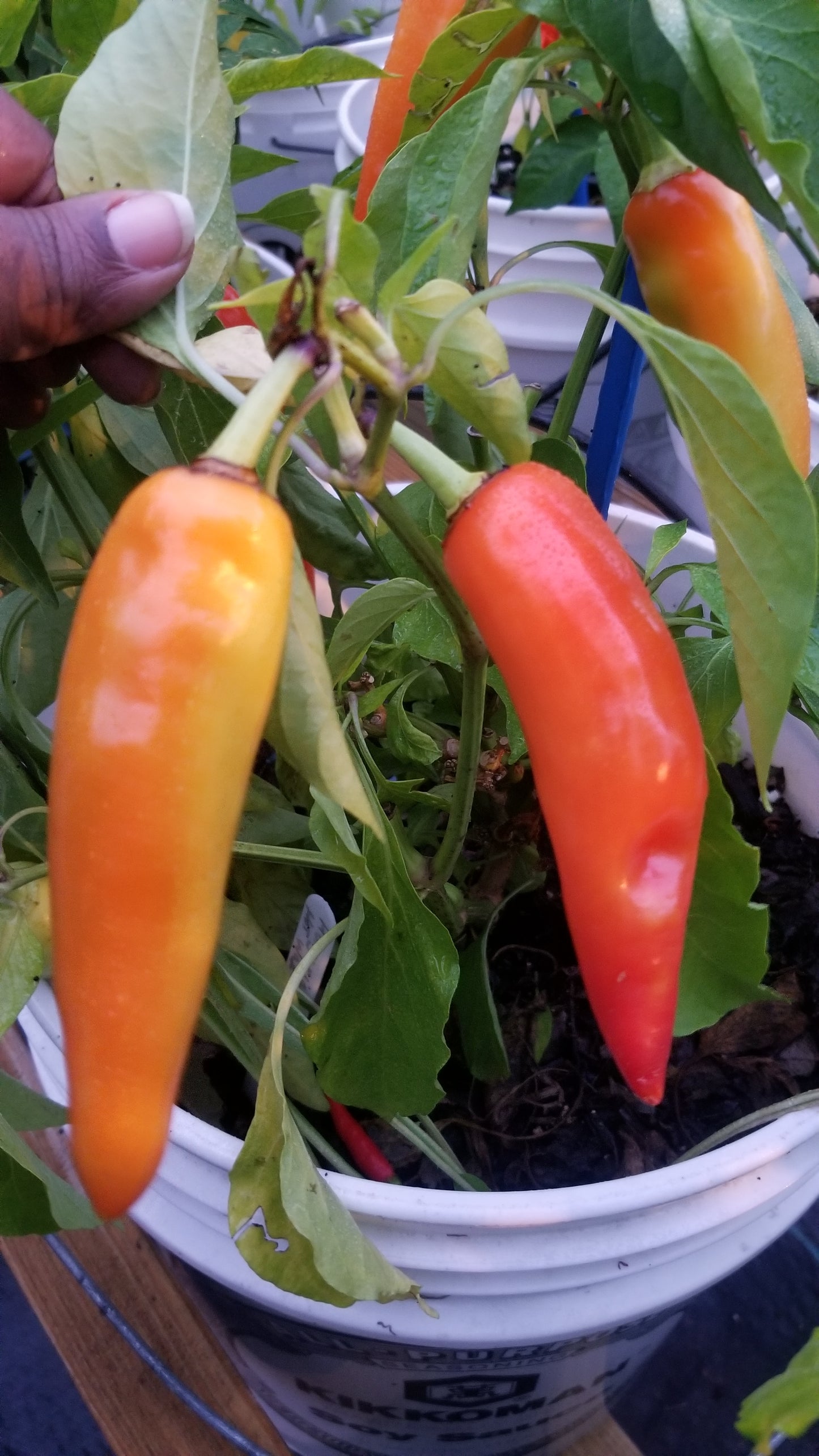 Hungarian Hot Wax Pepper Seeds