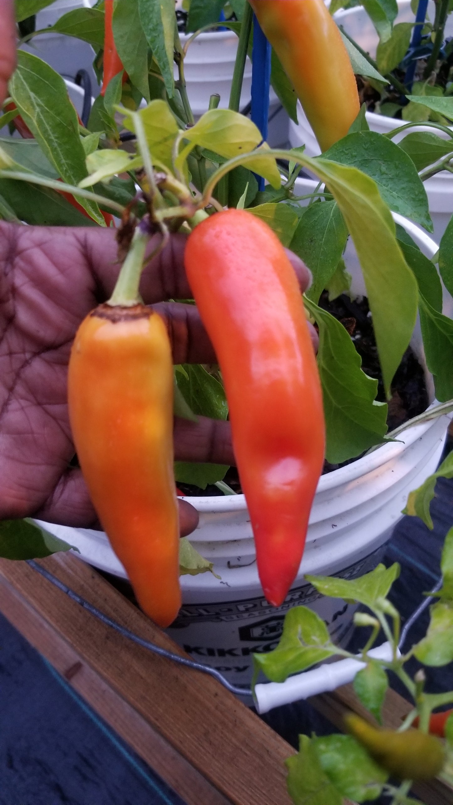 Hungarian Hot Wax Pepper Seeds