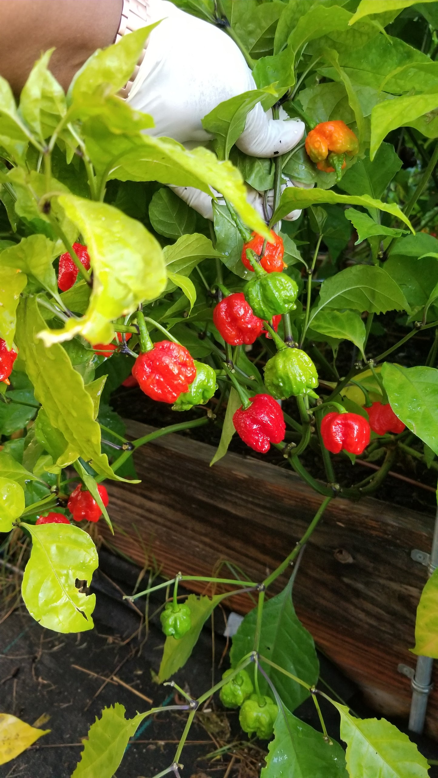 Apocalypse Scorpion Pepper Seeds