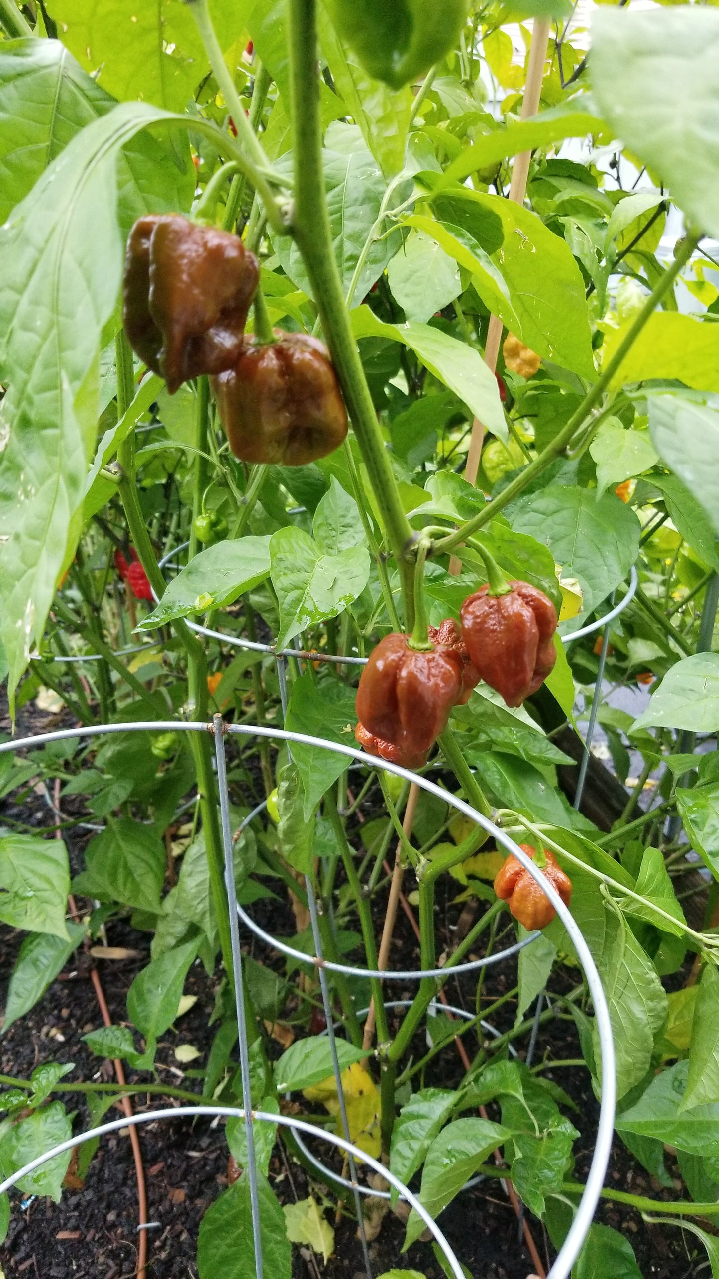 Chocolate Carolina Reaper Pepper Seeds