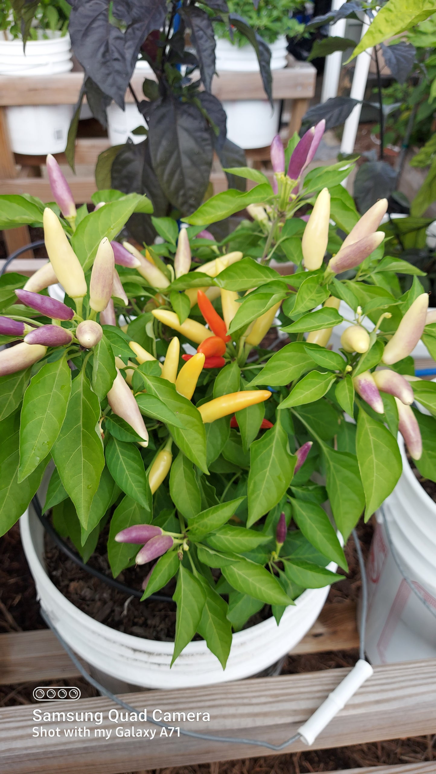 White Thai Pepper Seeds