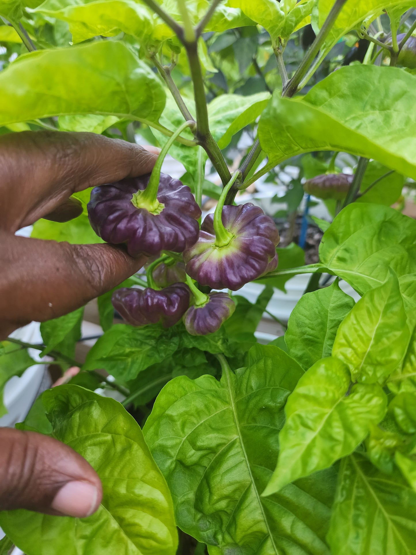 Ají Cachucha Pepper Seeds