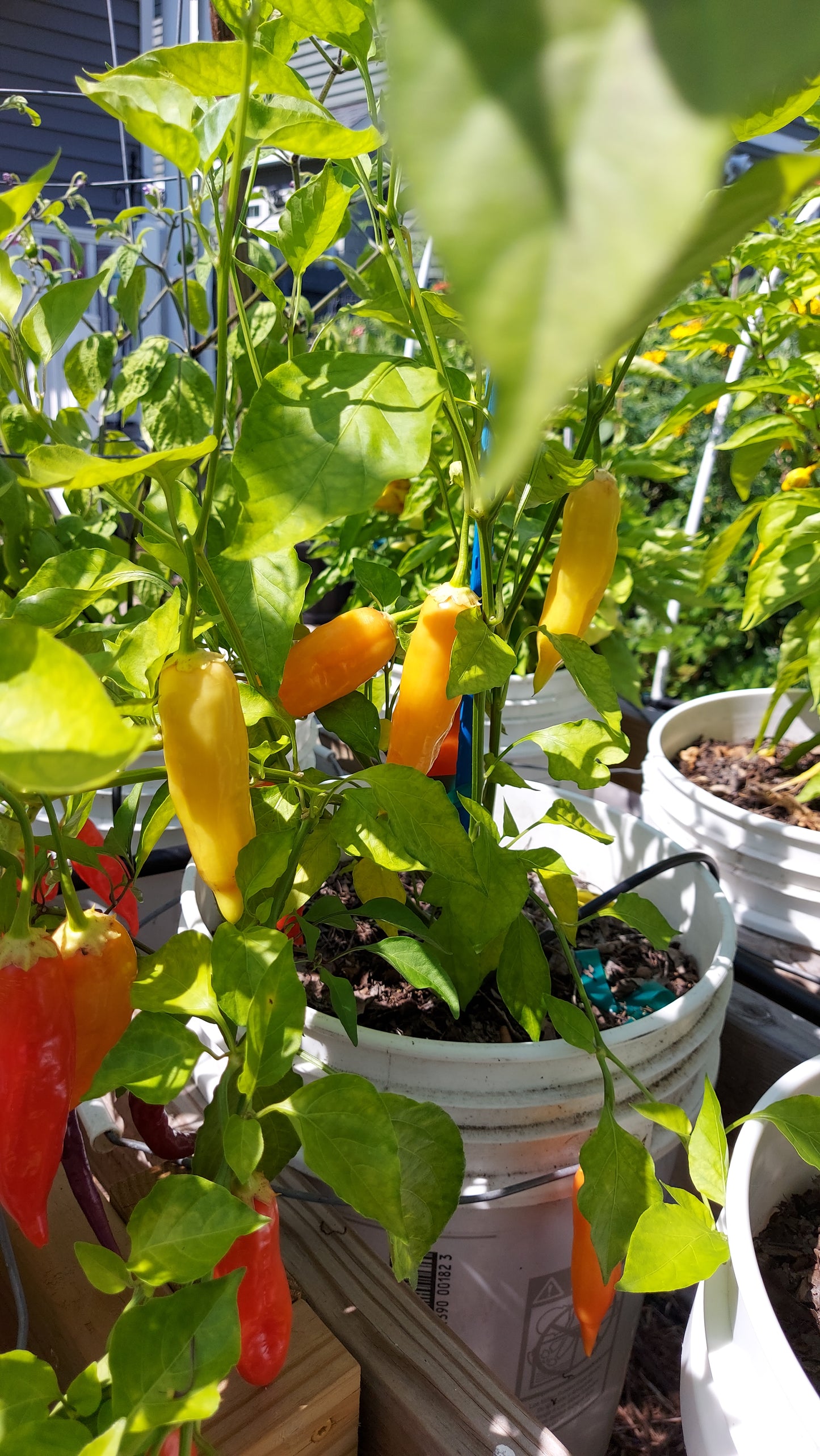 Ají Cristal Pepper Seeds