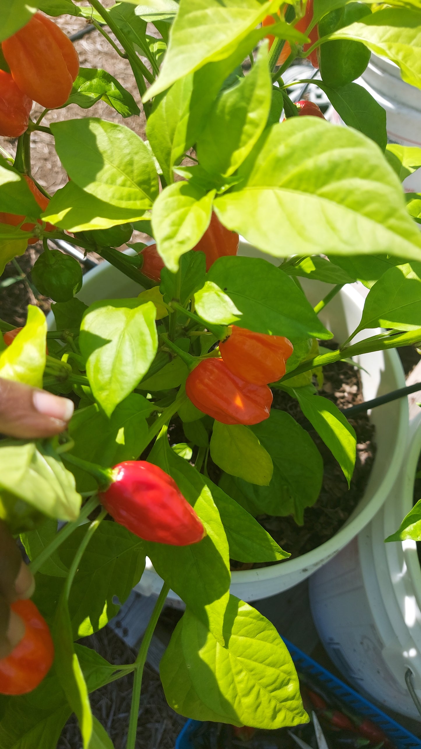 Ají Dulce Pepper Seeds