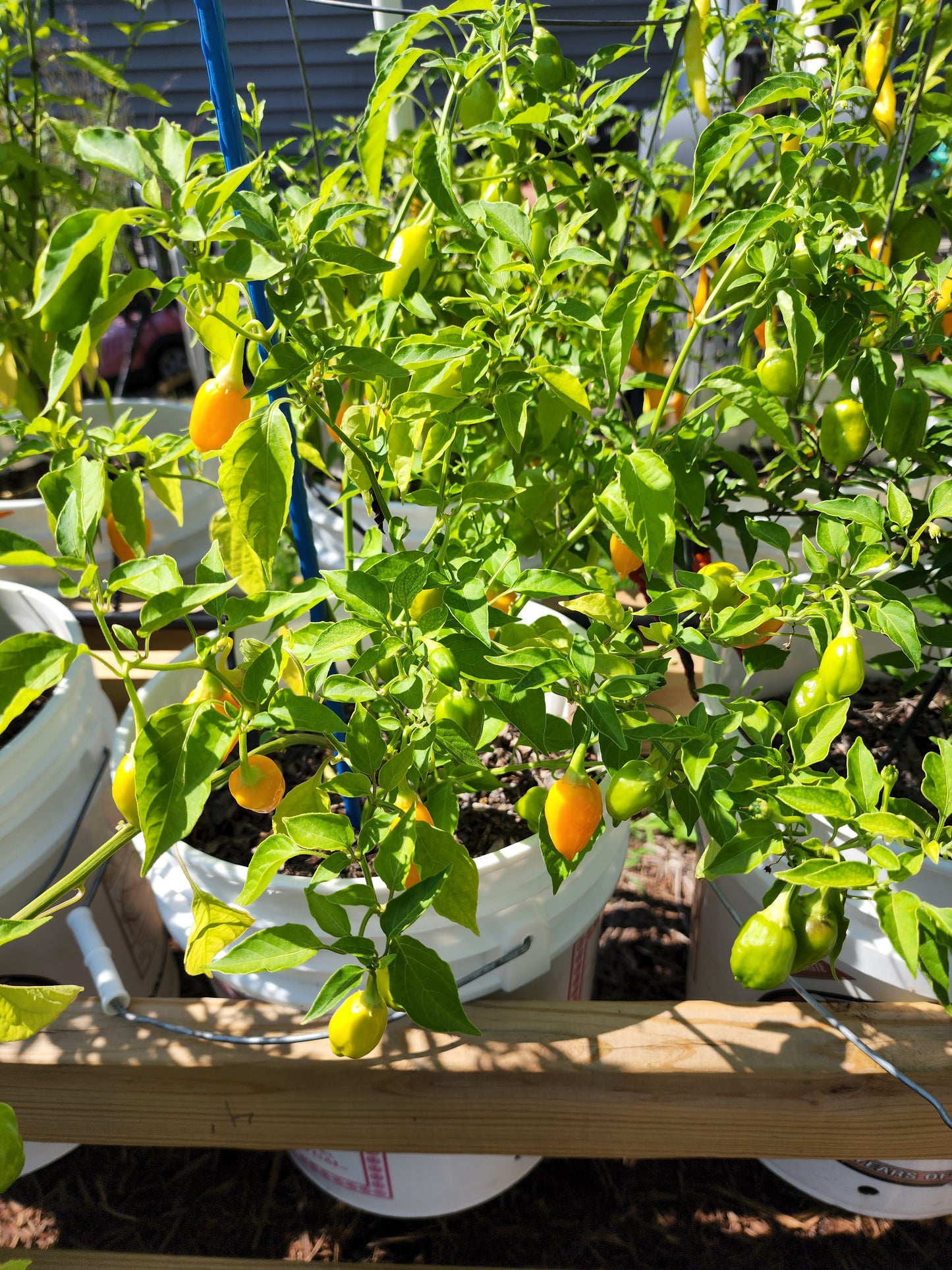 Ají Orange Pepper Seeds