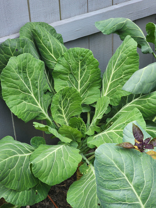 Georgia Southern Collard Green Seeds