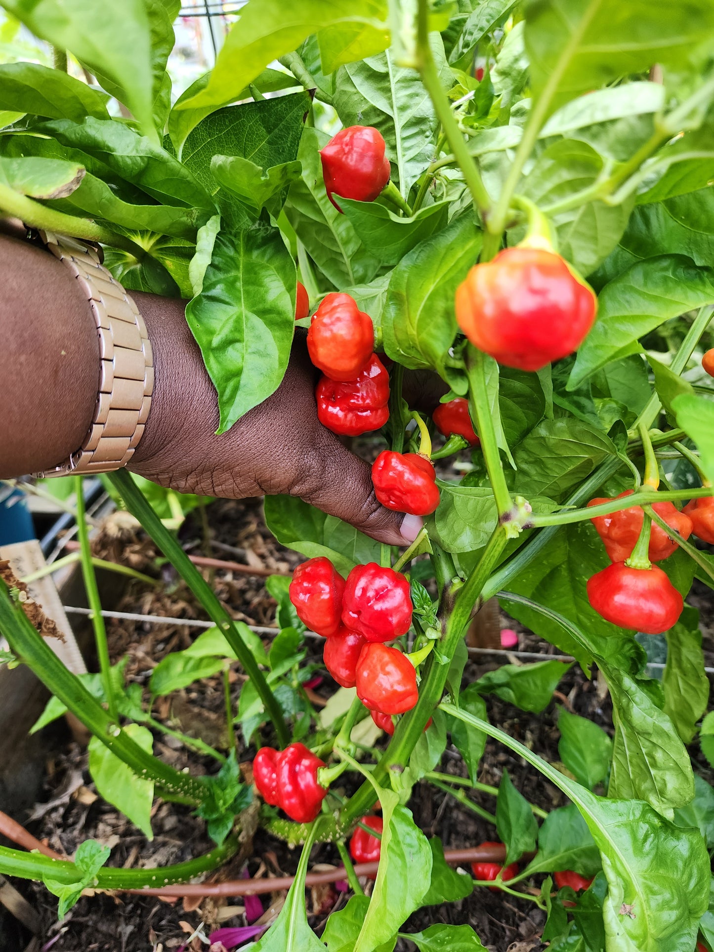 Sweet Scotch Bonnet Pepper Seeds