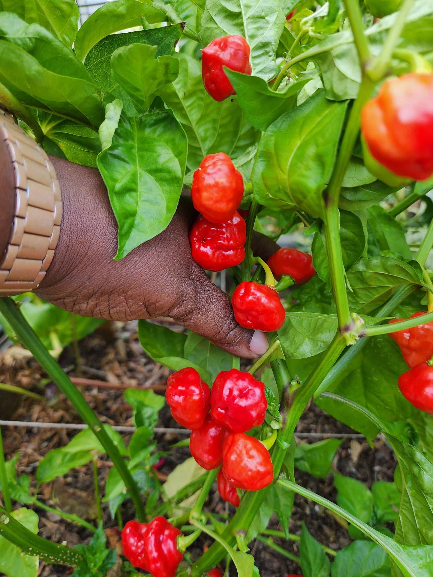 Sweet Scotch Bonnet Pepper Seeds