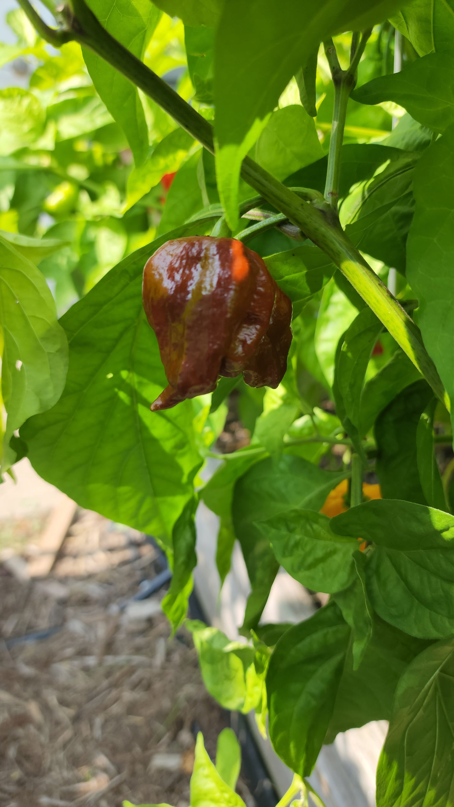 Chocolate Scorpion Pepper Seeds