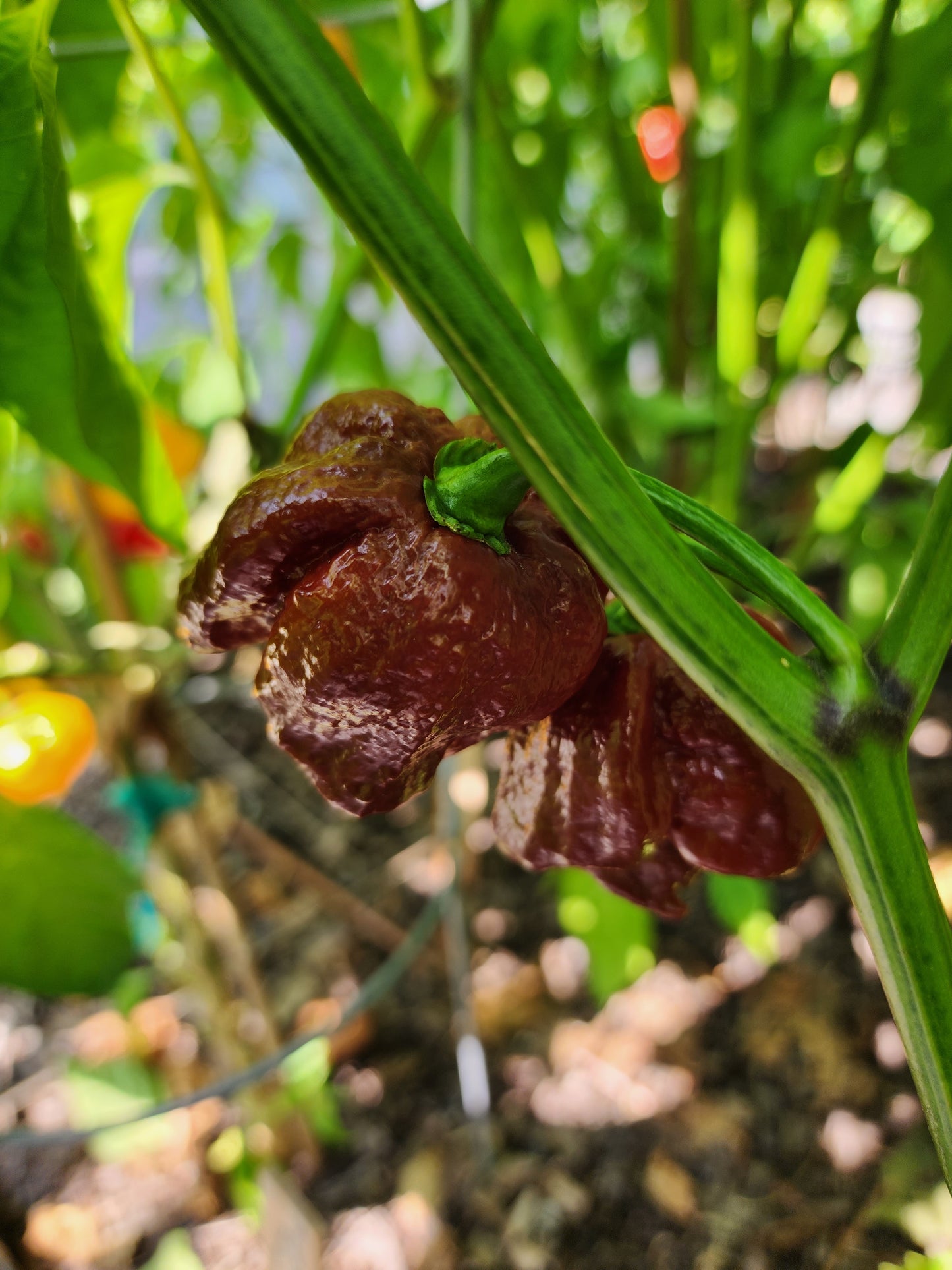 Chocolate Scorpion Pepper Seeds