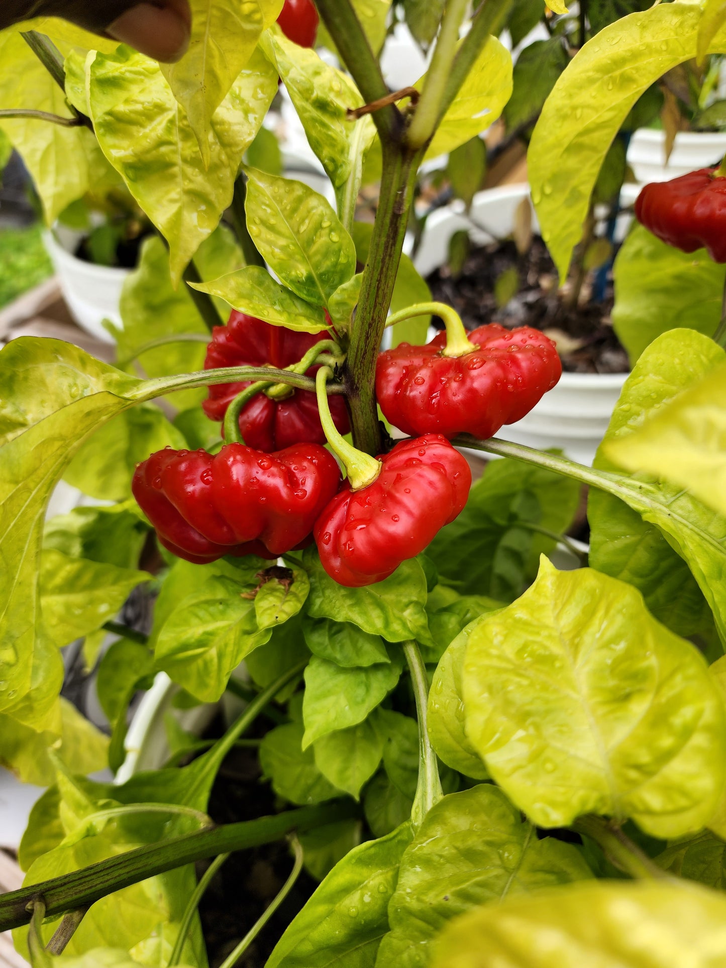 Ají Cachucha Pepper Seeds