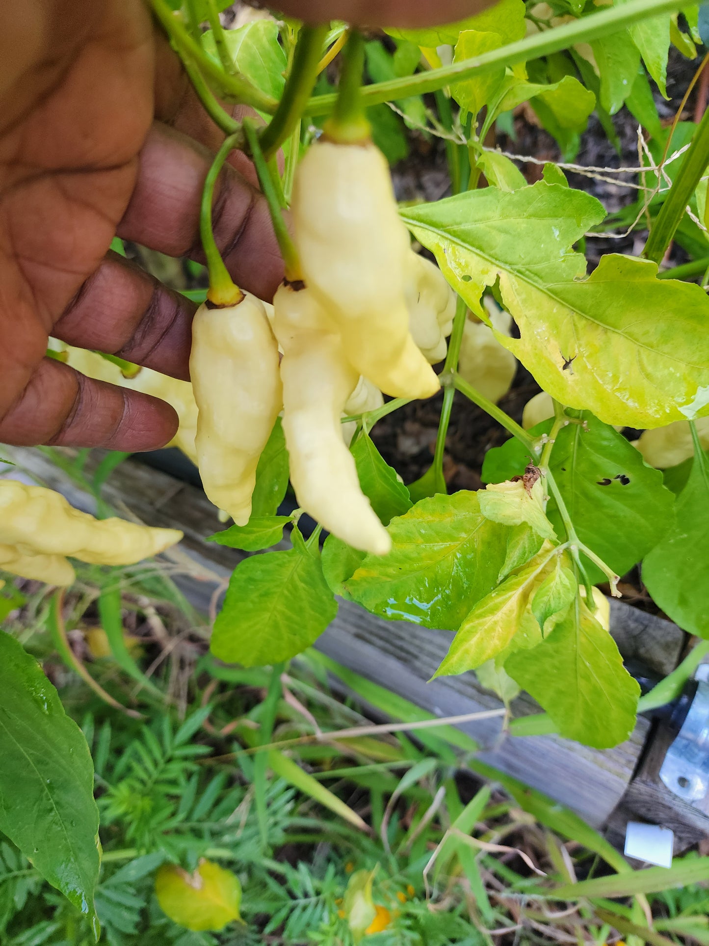 White Ghost Pepper Seeds