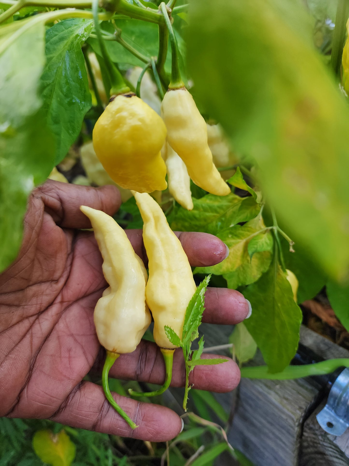 White Ghost Pepper Seeds