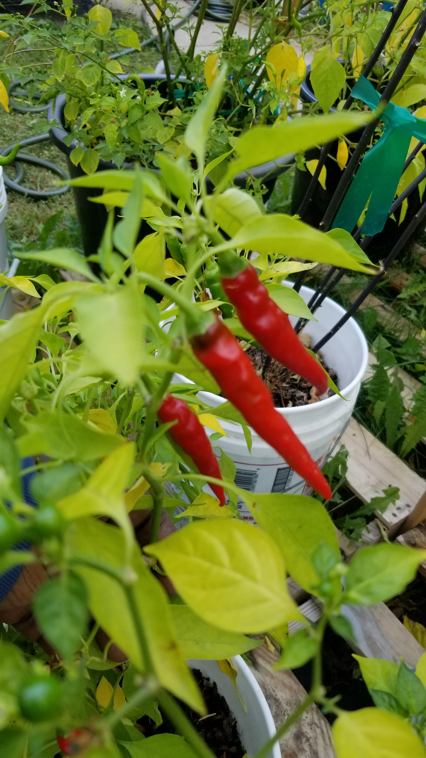 Ring Of Fire Pepper Seeds