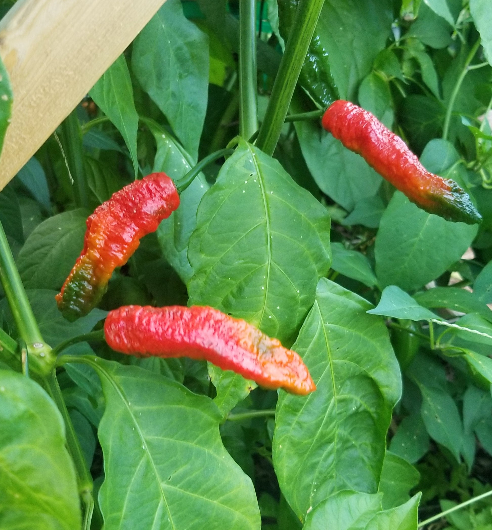 Ghostly Jalapeño Pepper Seeds