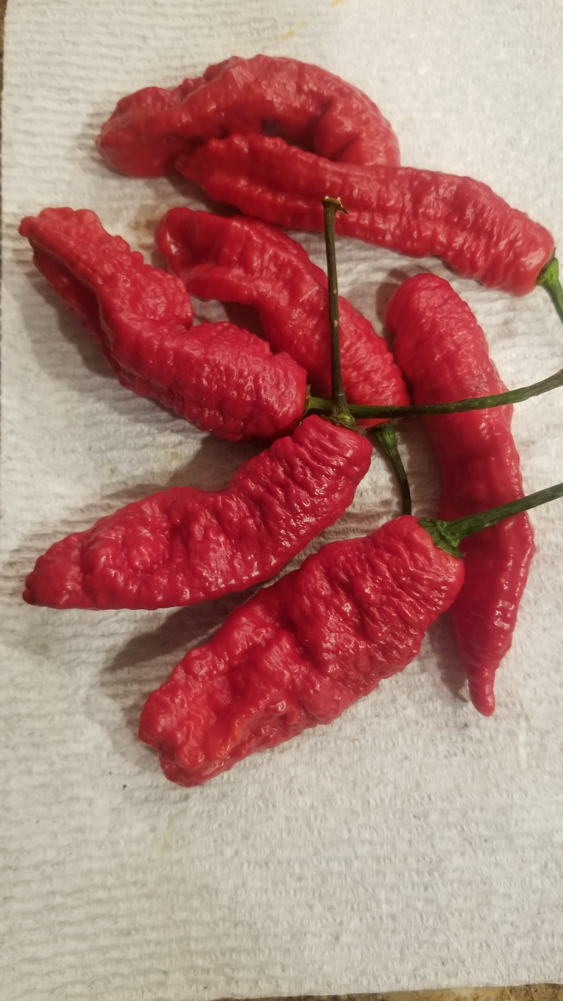 Ghostly Jalapeño Pepper Seeds