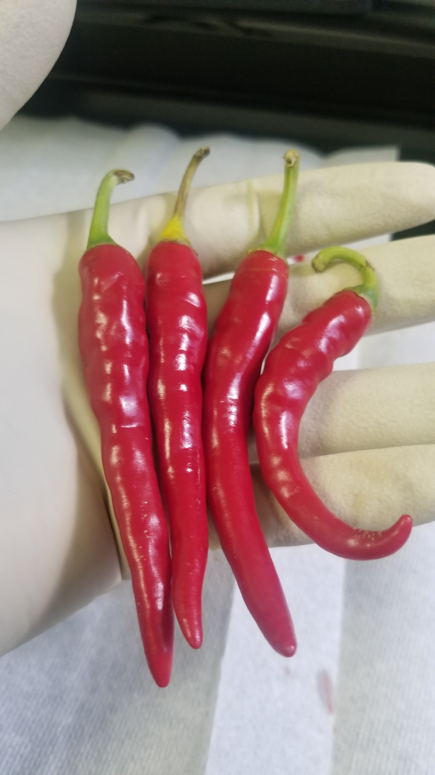 Ring Of Fire Pepper Seeds