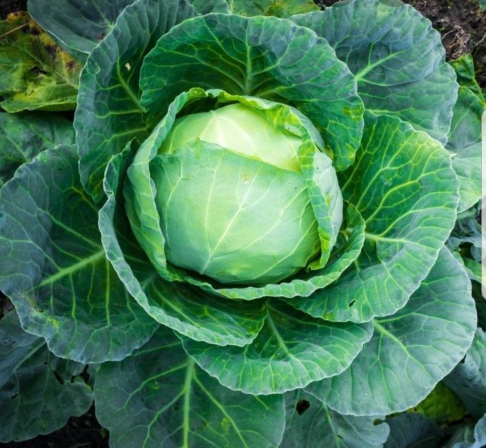 Golden Acre Cabbage Seeds