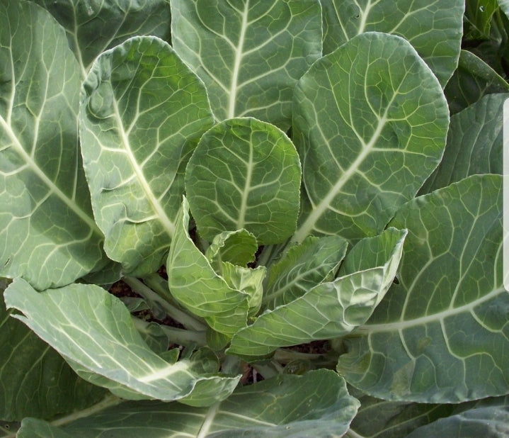 Champion Collard Greens Seeds