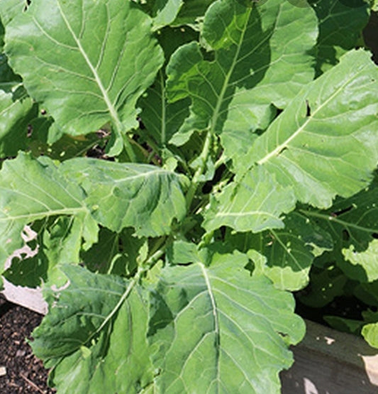 Morris Heading Collard Green Seeds