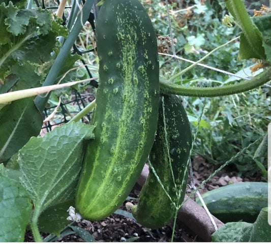 Straight Eight Cucumber Seeds