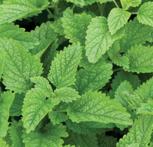 Lemon Balm Seeds (Organic)