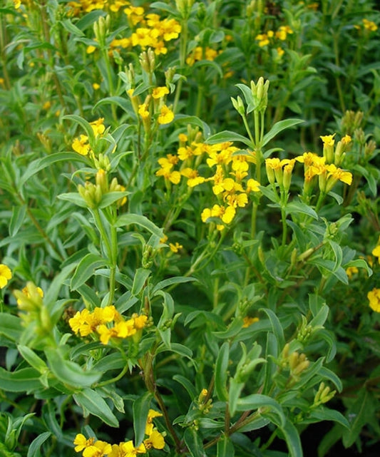 Mexican Tarragon Seeds (Organic)