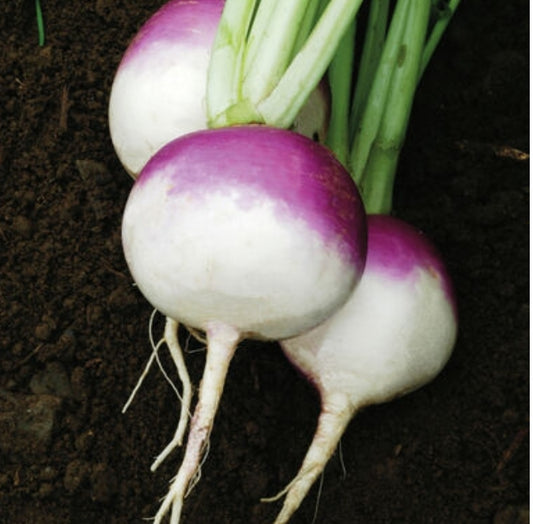 Purple Top White Globe Turnip