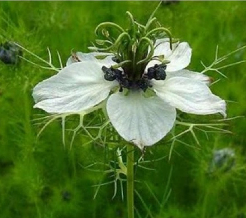 Black Cumin Seeds