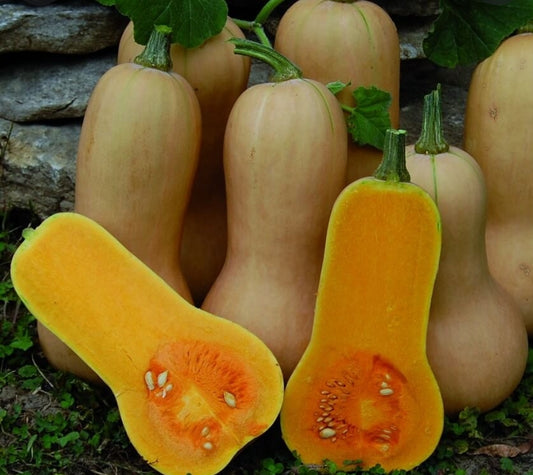 Waltham Butternut Squash Seeds (Organic)