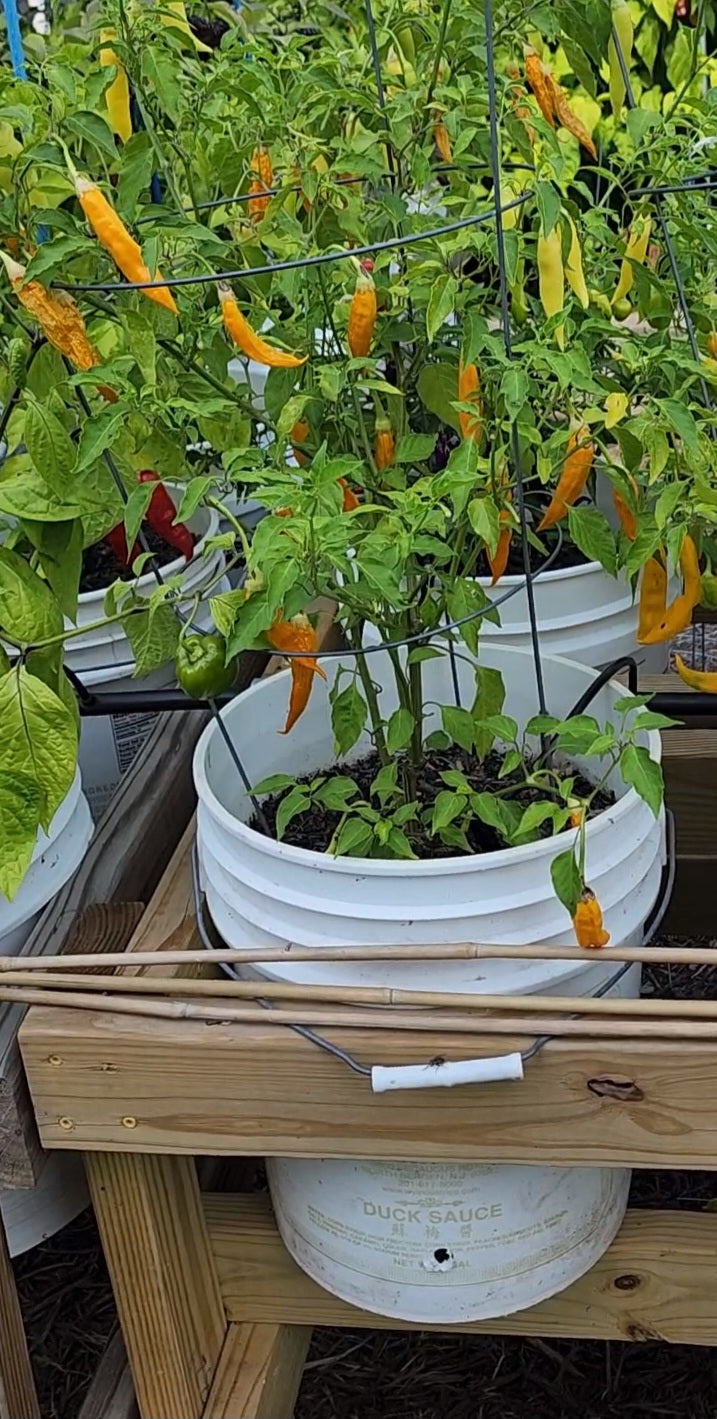 Ají Habanero Pepper Seeds