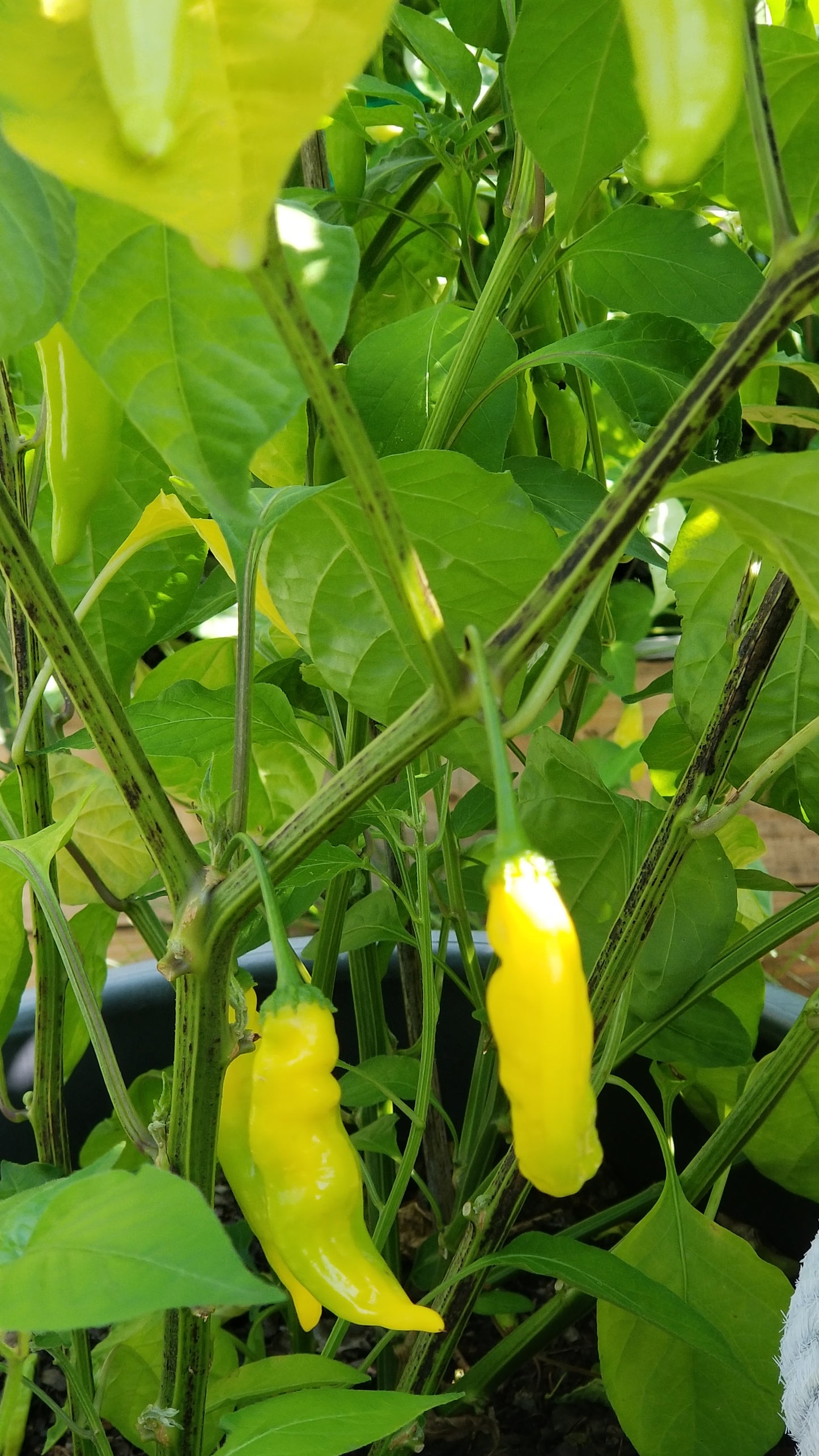 Ají Pineapple Pepper Seeds