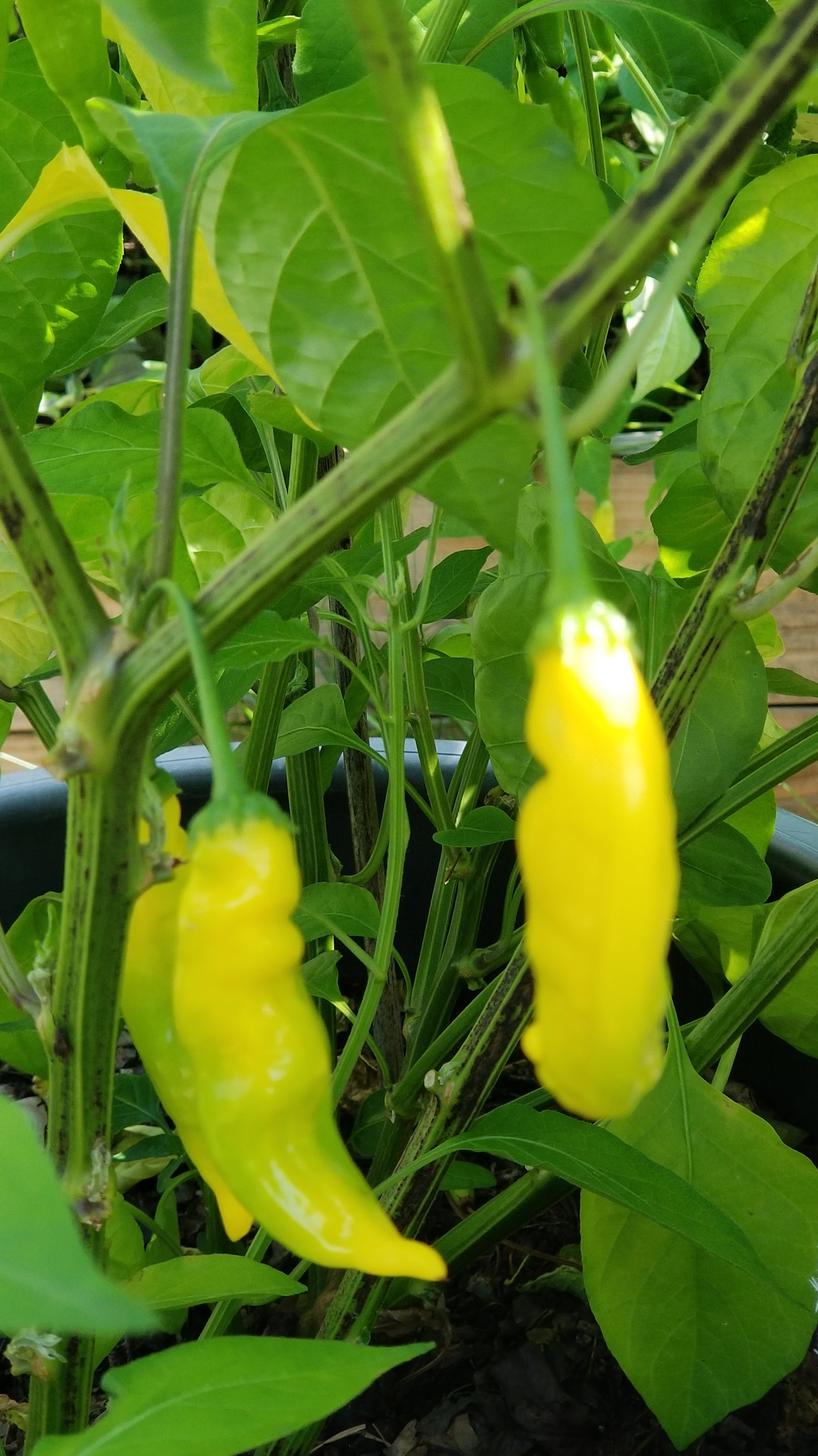 Ají Pineapple Pepper Seeds