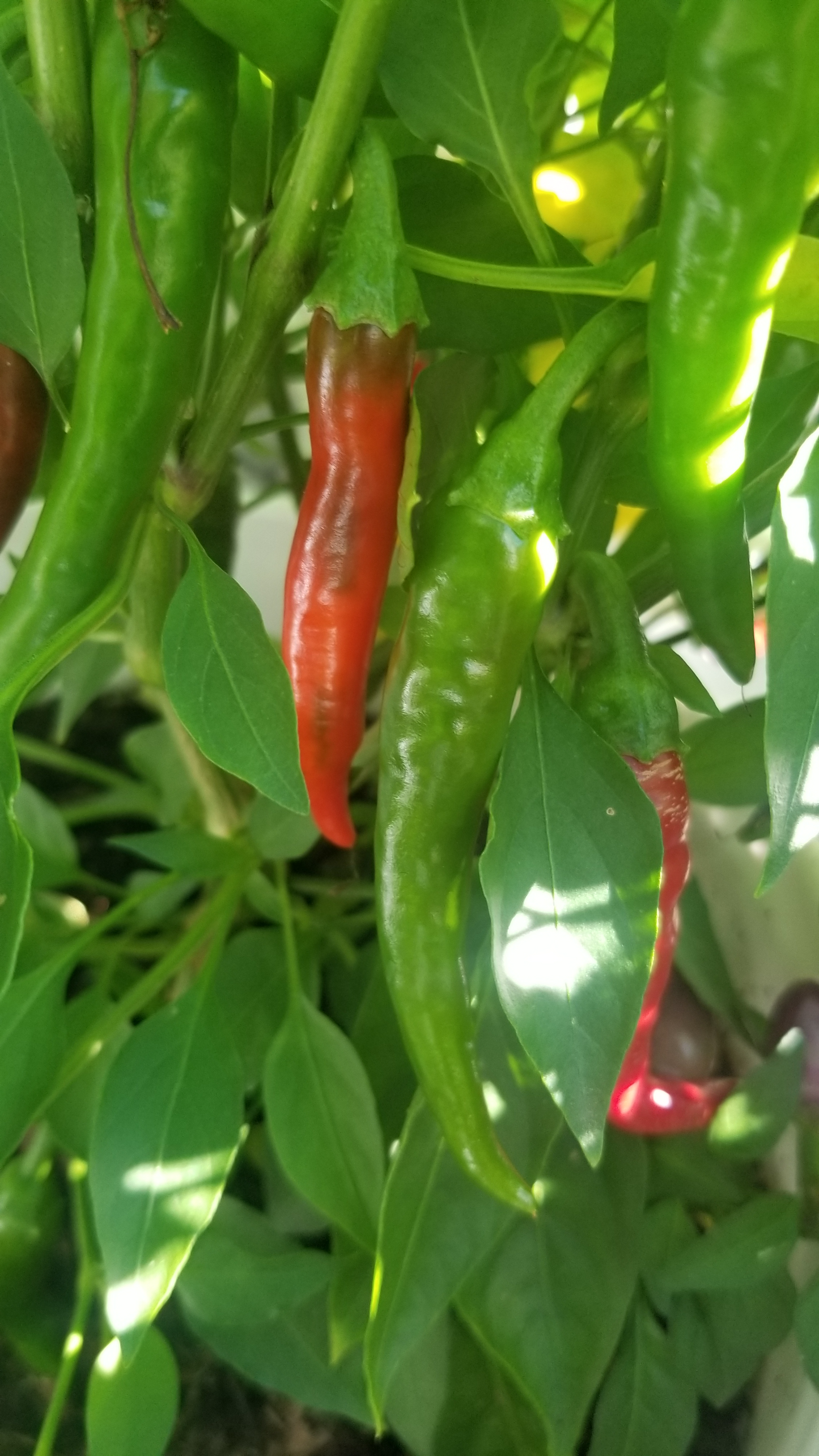 Ring Of Fire Pepper Seeds