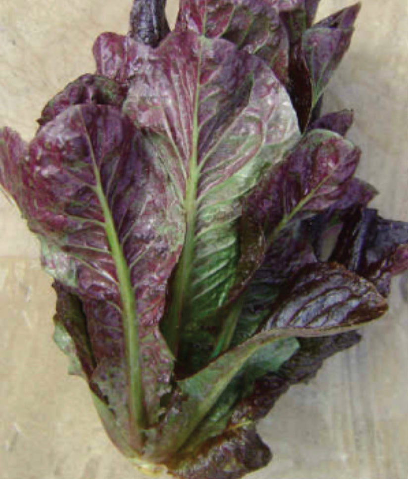 Red Romaine Lettuce Seeds (Organic)