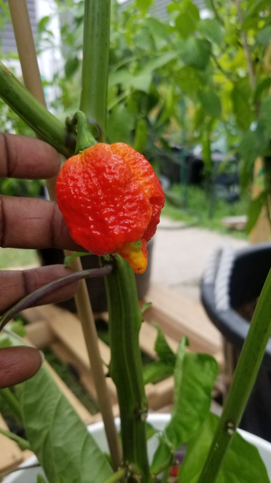 Carolina Reaper Pepper Seeds 