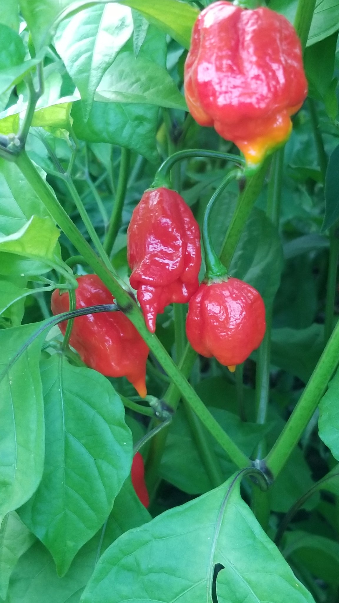 scorpion pepper plant