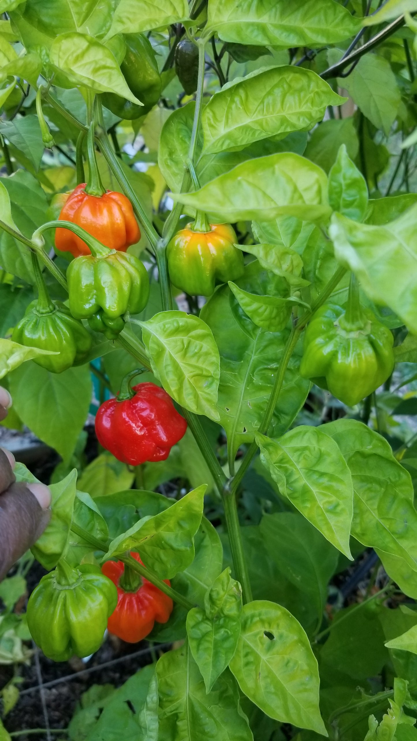 Scotch Brain Red Cross Pepper Seeds