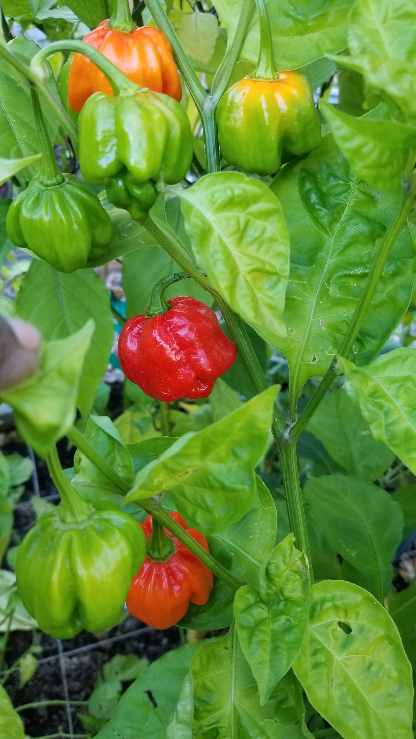 Scotch Brain Red Cross Pepper Seeds