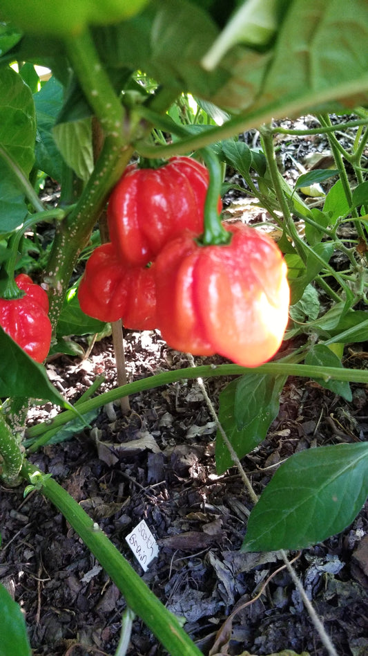 Scotch Brain Red Cross Pepper Seeds