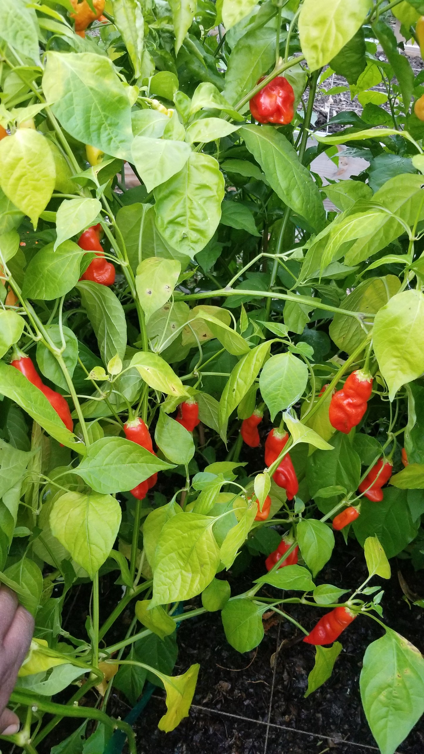 Sugar Rush Red Pepper Seeds